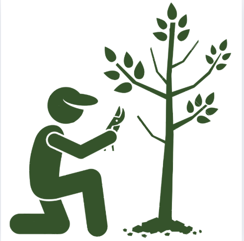 pruning | trimming