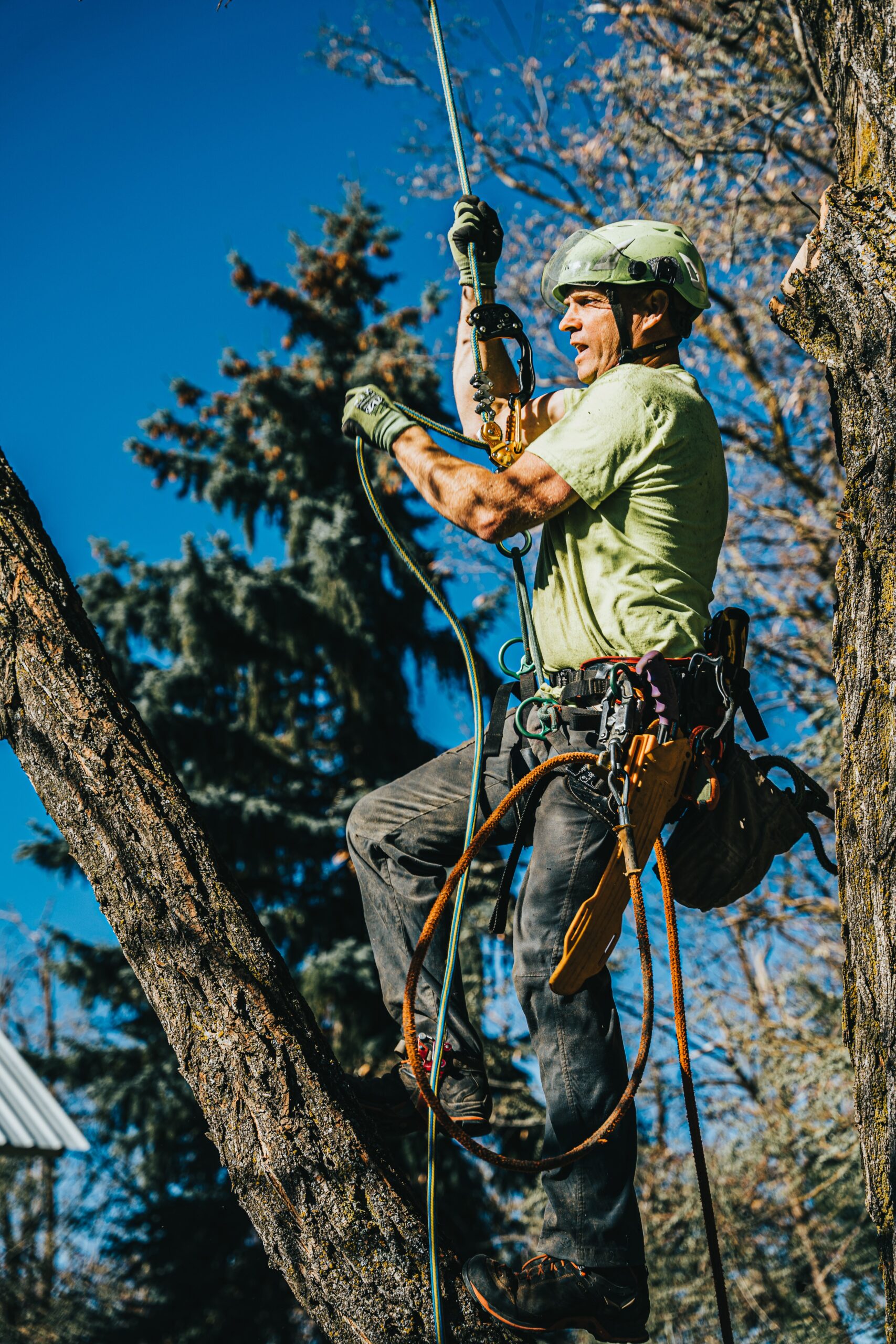 strong roots tree service