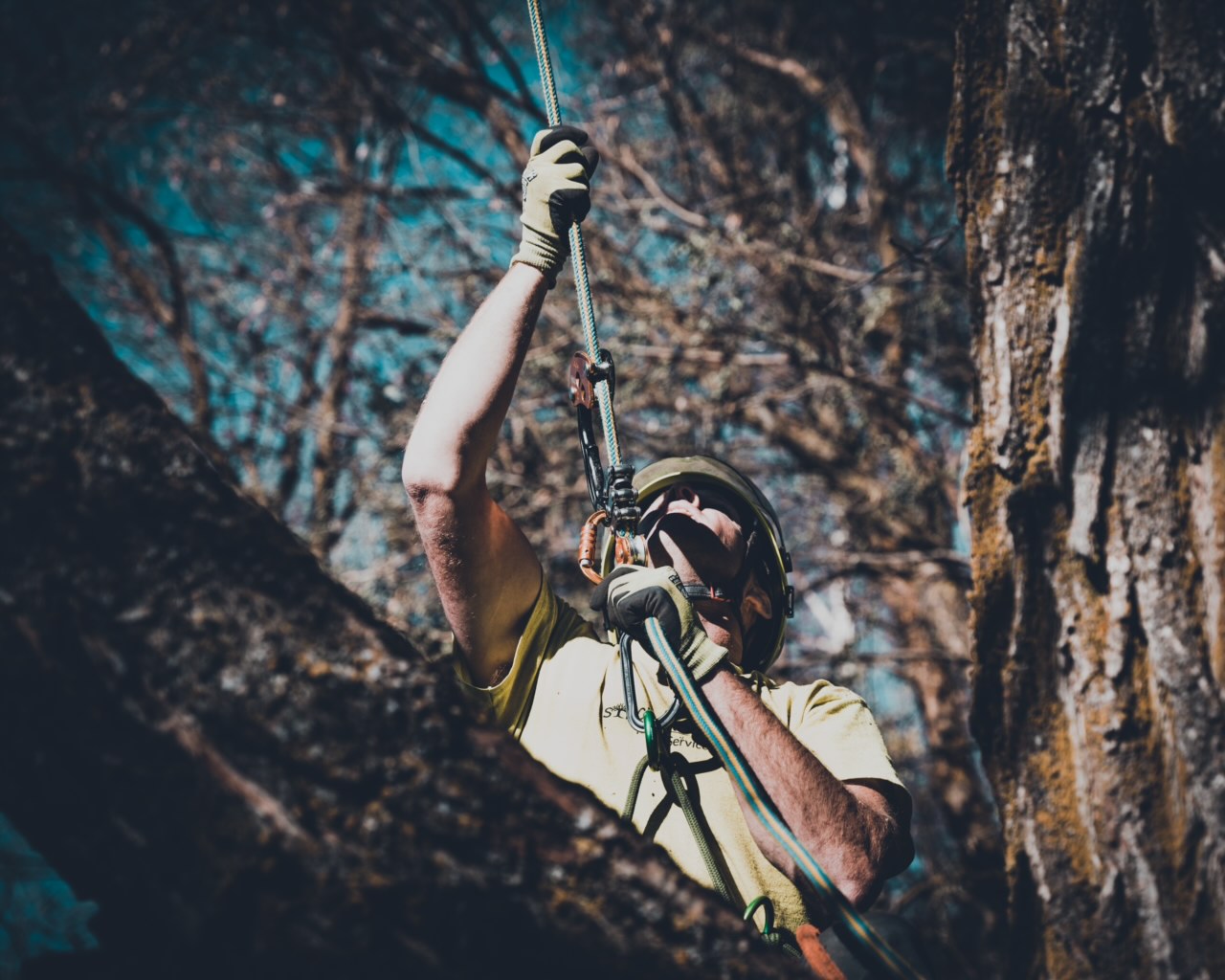 Strron roots tree service, homepage cover image